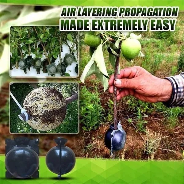 Plant Root Growing Box-Effectively propagate new plants the easiest and fool-proof way with Plant Root Growing Box!